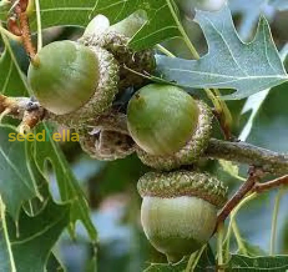 Green Oak Tree Seeds For Planting Plant Seeds