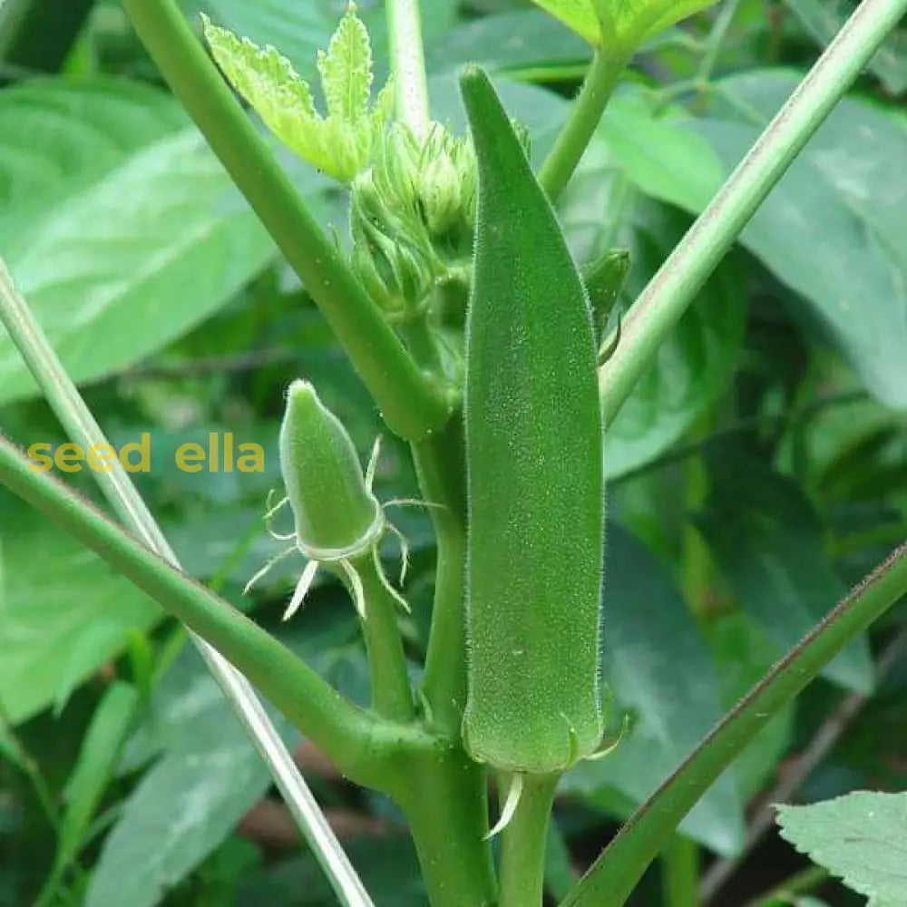 Green Okra Seeds For Planting  Vegetable Garden Essentials Seeds