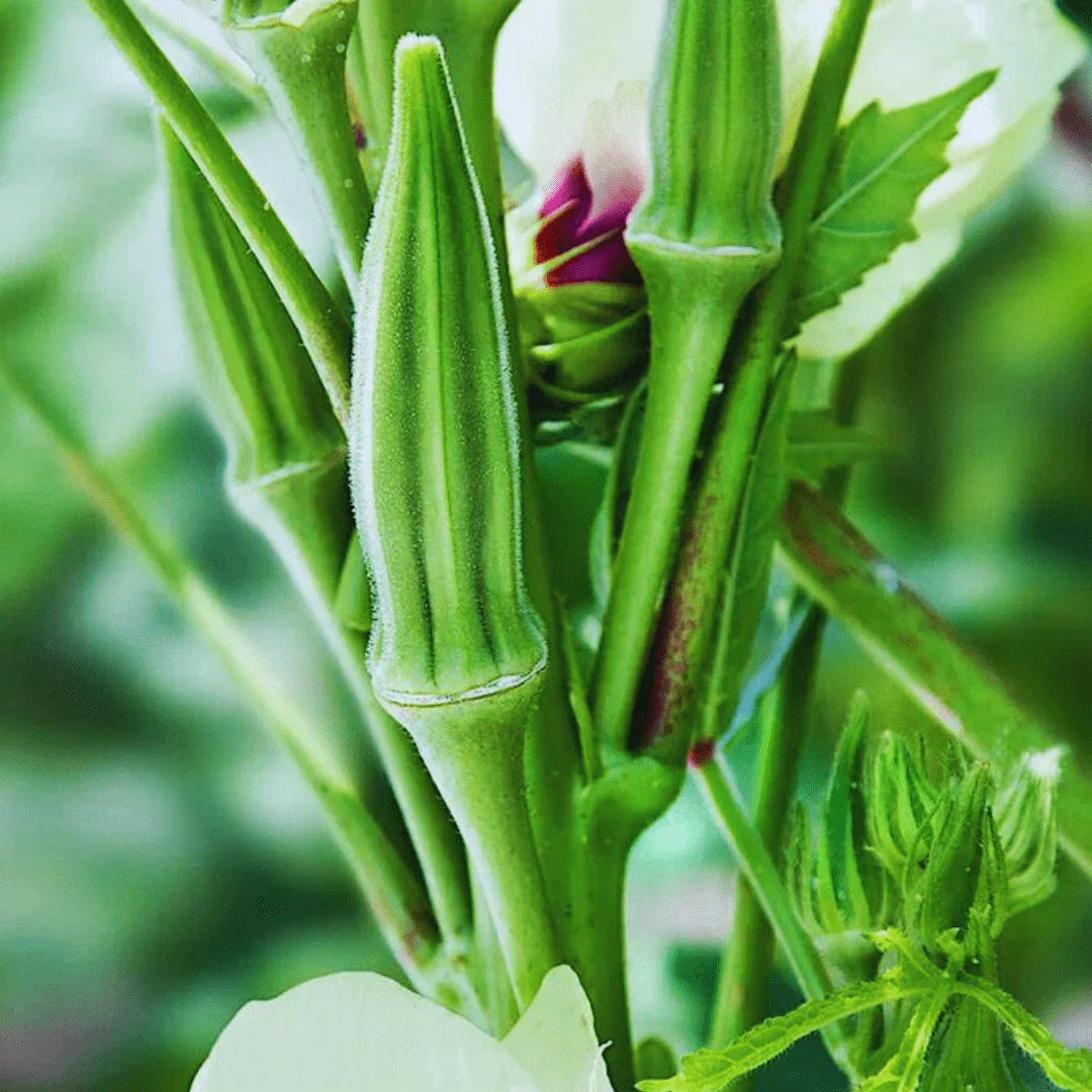 Green okra seeds for planting in home gardens