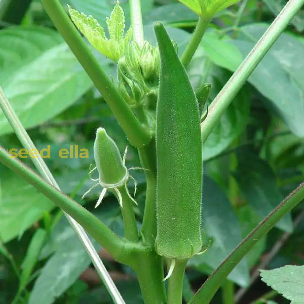 Green Okra seeds for planting