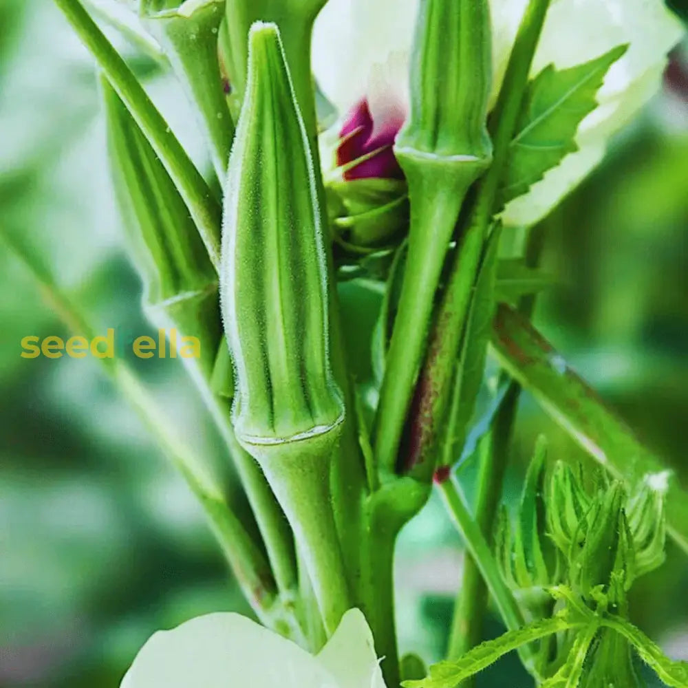 Green Okra Vegetable Seeds For Planting - Cultivate Nutritious A Flavorful Harvest