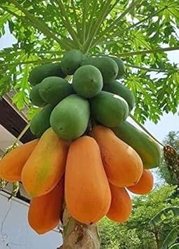 Green orange papaya seeds for planting tropical fruit trees