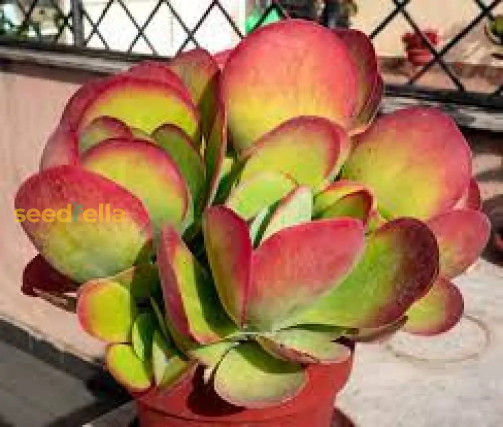 Green Orange Thyrsiflora Seeds For Planting  Unique And Colorful Plant Seeds