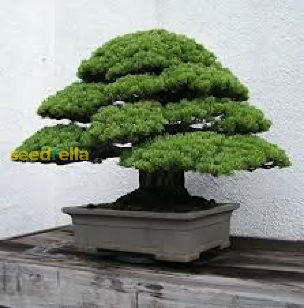 Green Osaka Pine Tree Planting Seeds For Your Garden Plant Seeds