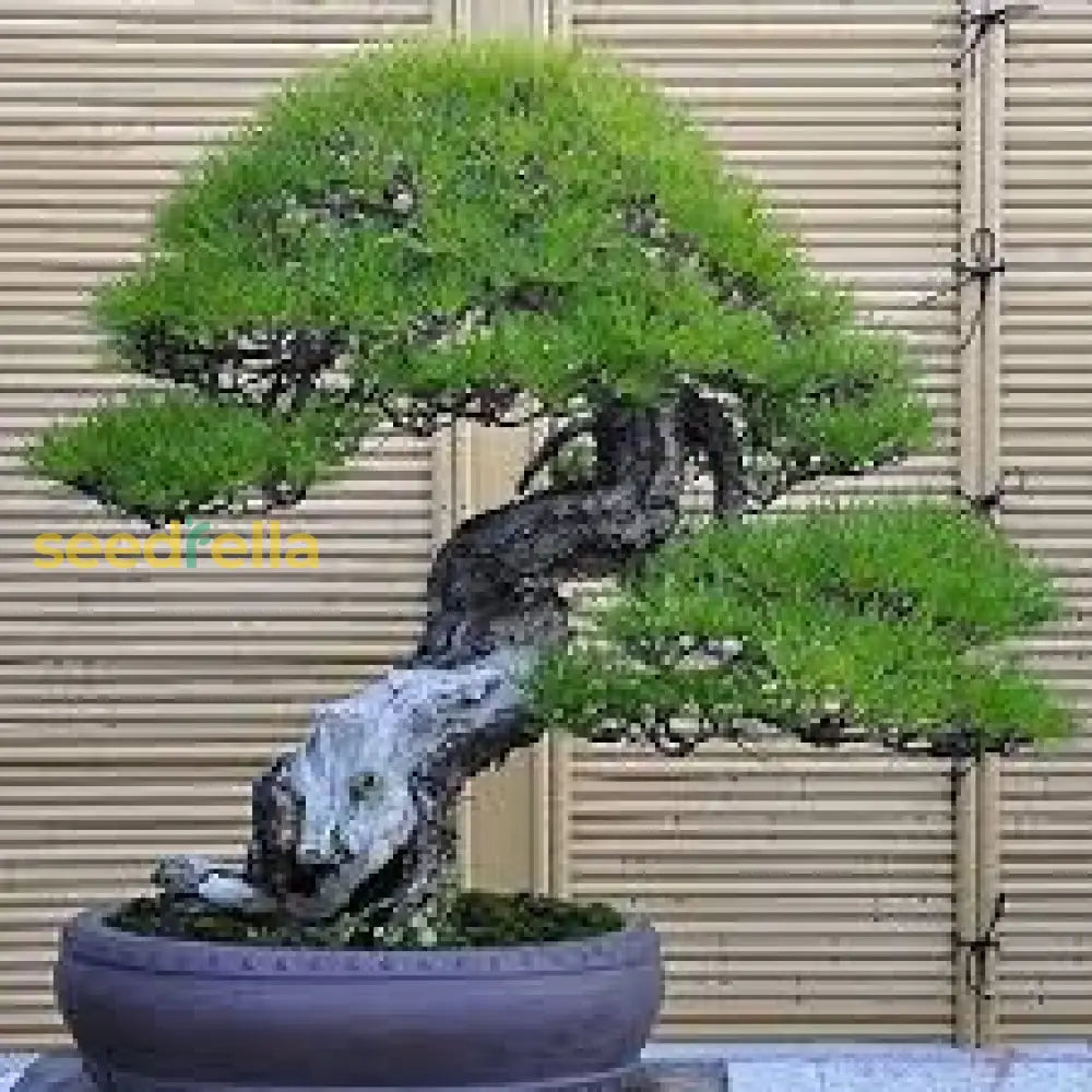 Green Osaka Pine Tree Planting Seeds For Your Garden Plant Seeds