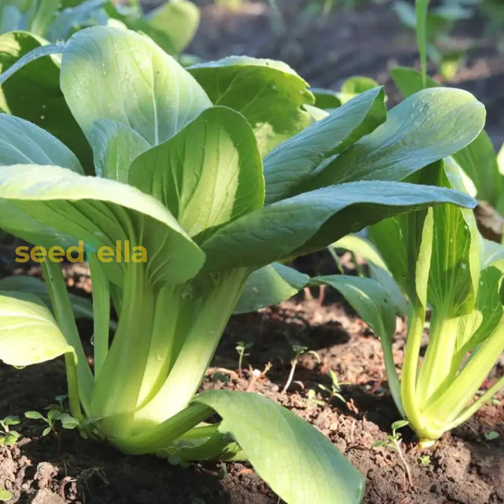 Green Pak Choi seeds for planting