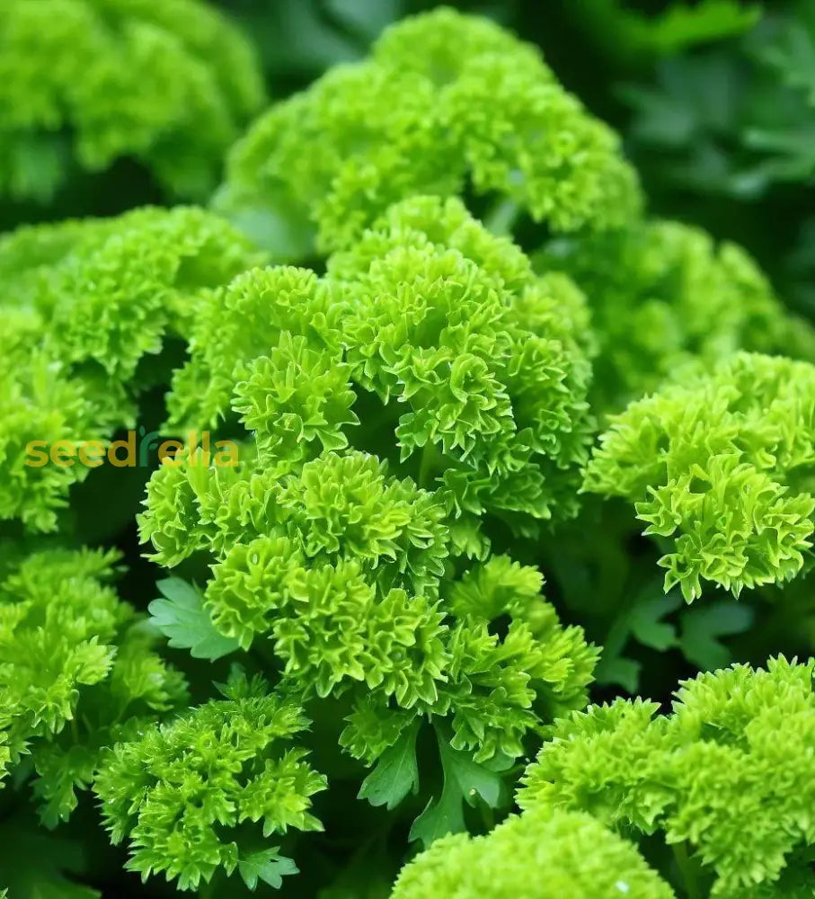 Green Parsley Seeds - Petroselinum Crispum For Planting Vegetable Seeds