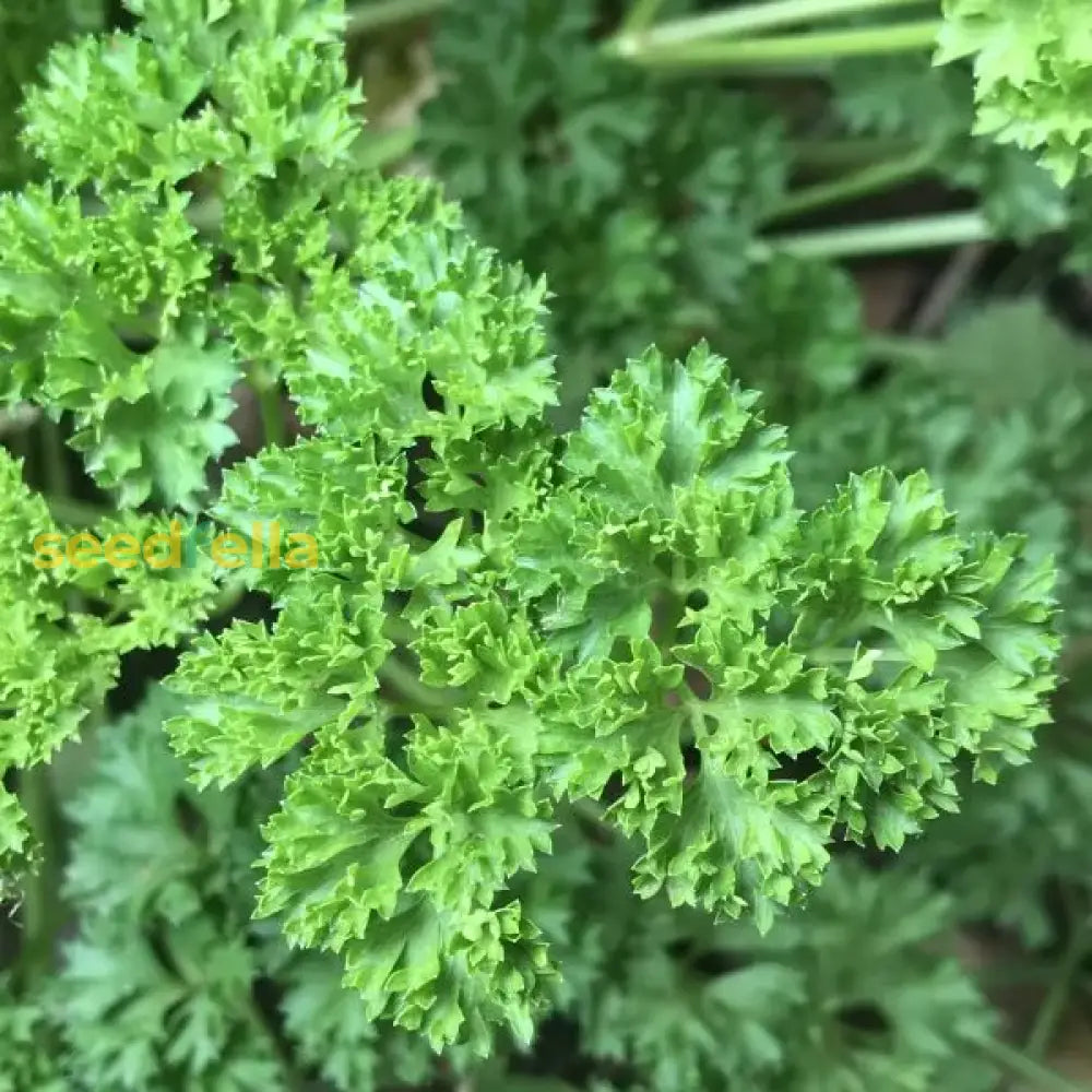 Green Parsley Seeds - Petroselinum Crispum For Planting Vegetable Seeds