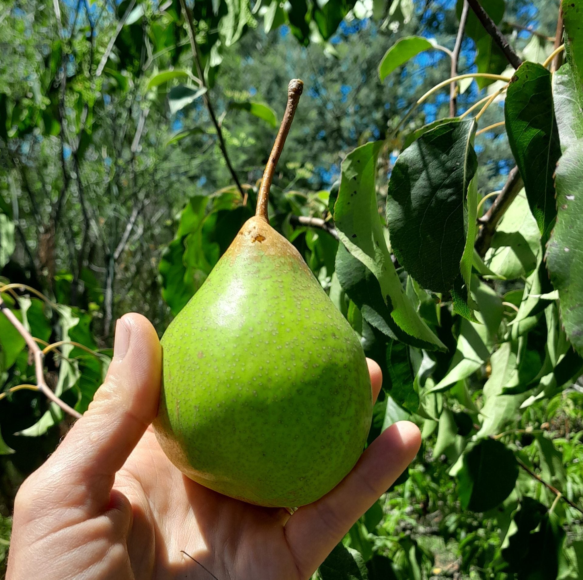 Fresh green pears growing on a pear tree