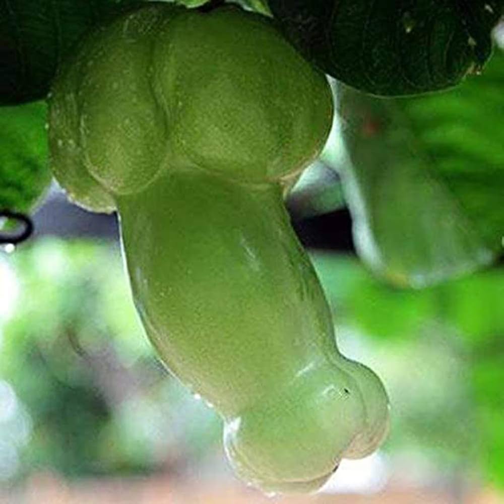 Green Penis Melon seeds for planting Non-GMO variety