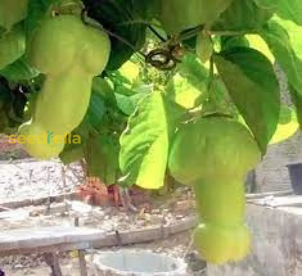 Green Penis Melon Vegetable Seeds - Perfect For Planting Seeds