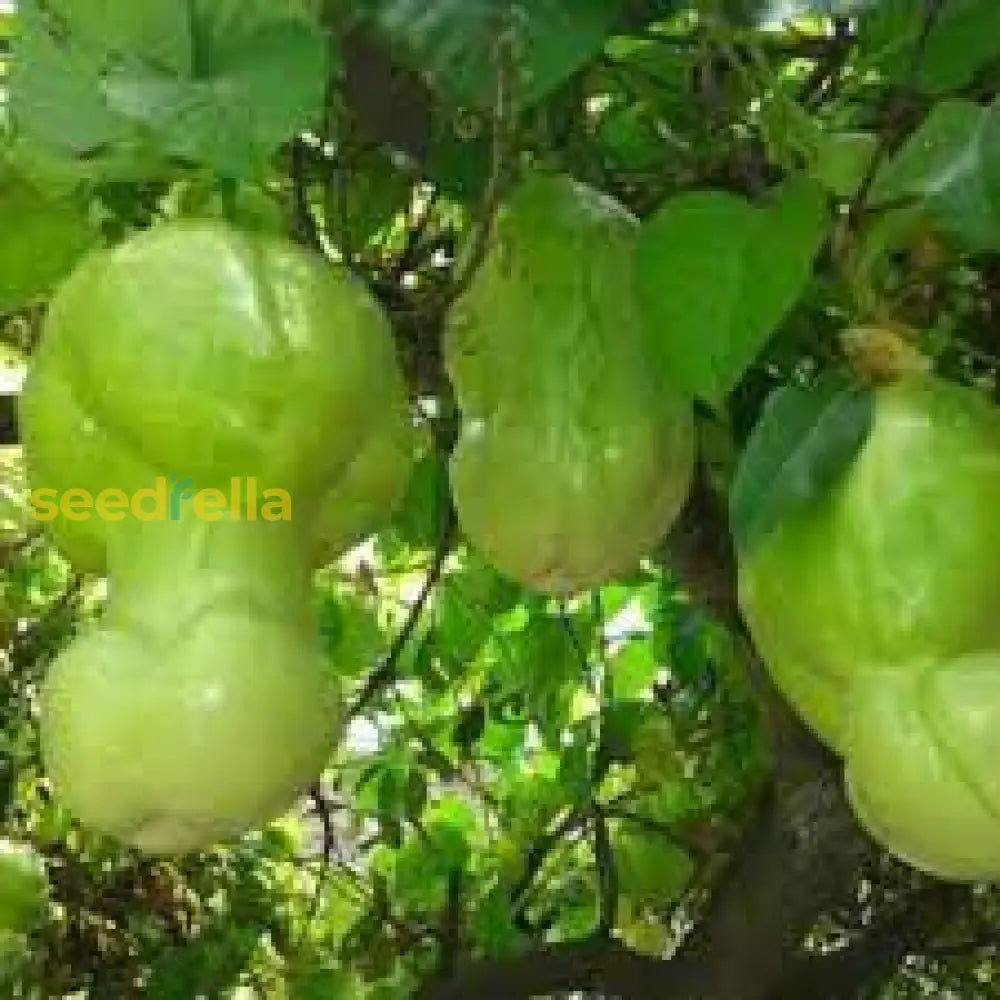 Green Penis Melon Vegetable Seeds - Perfect For Planting Seeds