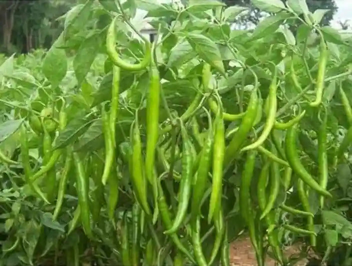 Green Sweet Pepper plants growing in pots