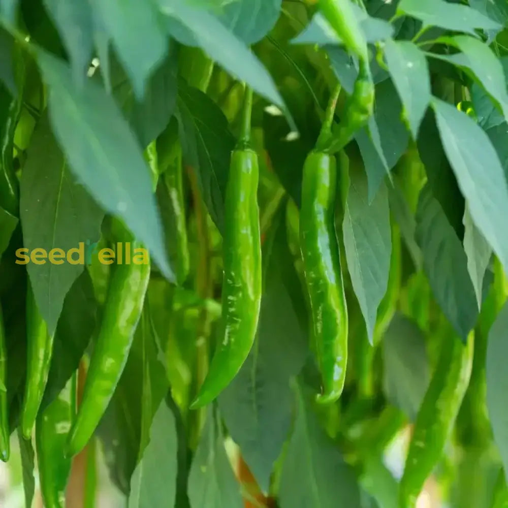 Green Pepper Vegetable Seeds For Easy Planting Seeds