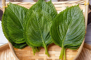 Green Shiso Seeds – Perilla frutescens Ornamental Asian Leaf Herb