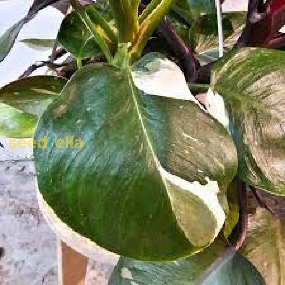 Green Philodendron Erubescens Seeds For Planting Plant Seeds