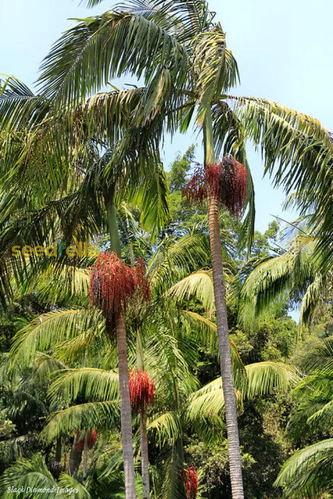 Green Piccabeen Plant Seeds For Easy Planting Tree