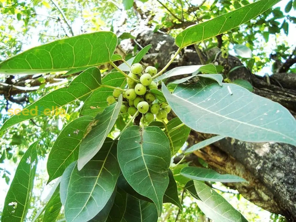 Green Pilkhan Tree Planting Seeds For Sale Plant Seeds