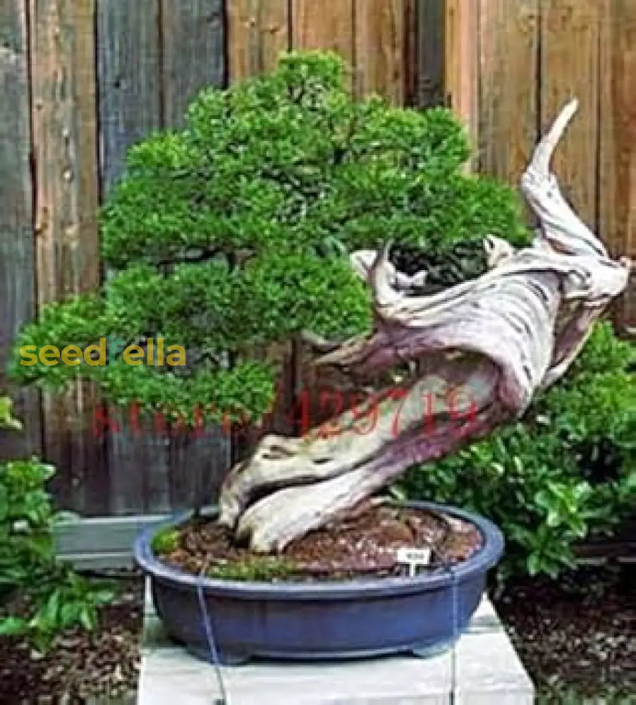 Green Pine Bonsai Tree Seeds Collection For Planting - Grow Your Own Miniature Trees Plant Seeds