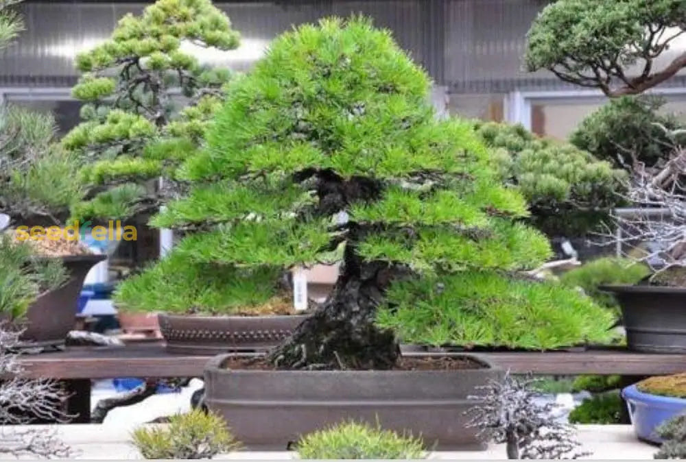 Green Pine Bonsai Tree Seeds Collection For Planting - Grow Your Own Miniature Trees Plant Seeds