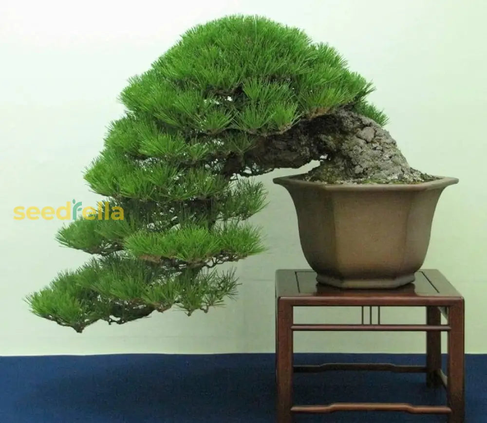 Green Pine Bonsai Tree Seeds Collection For Planting - Grow Your Own Miniature Trees Plant Seeds