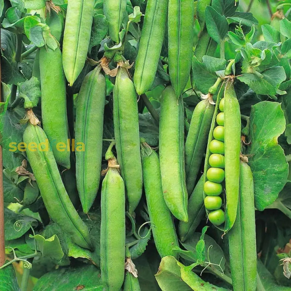 Green Pisum seeds for planting