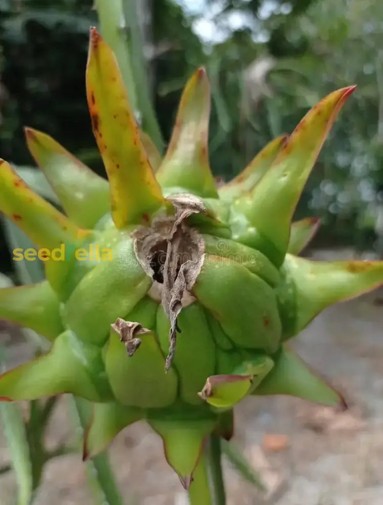 Green Pitaya Dragon Fruit Seeds for Planting Tropical Fruits