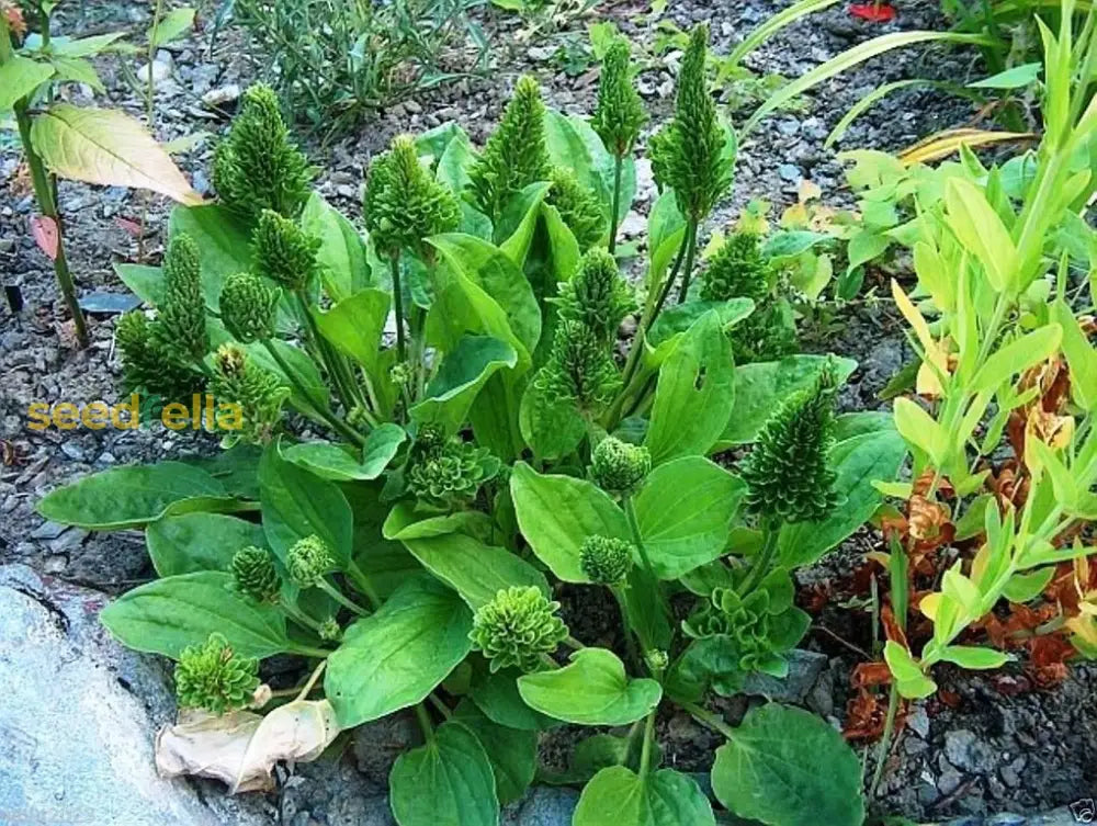 Green Plantago Major Seeds – Hardy Perennial Ground Cover