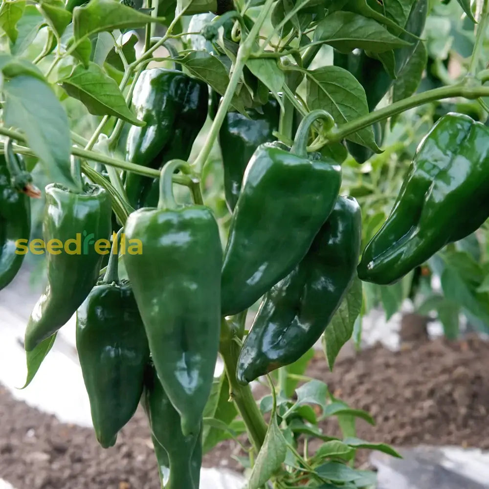 Green Poblano seeds for planting in home gardens