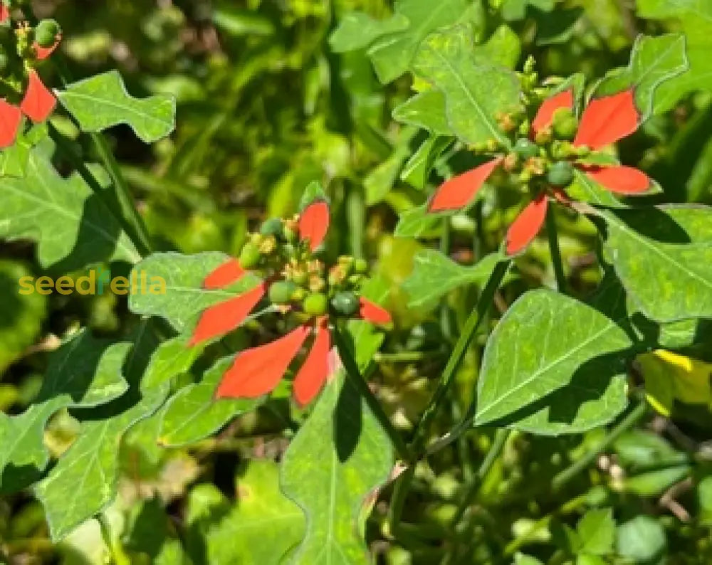 Green Poinsettia Plant Seeds For Planting | Vibrant Foliage Perfect Your Garden Seeds