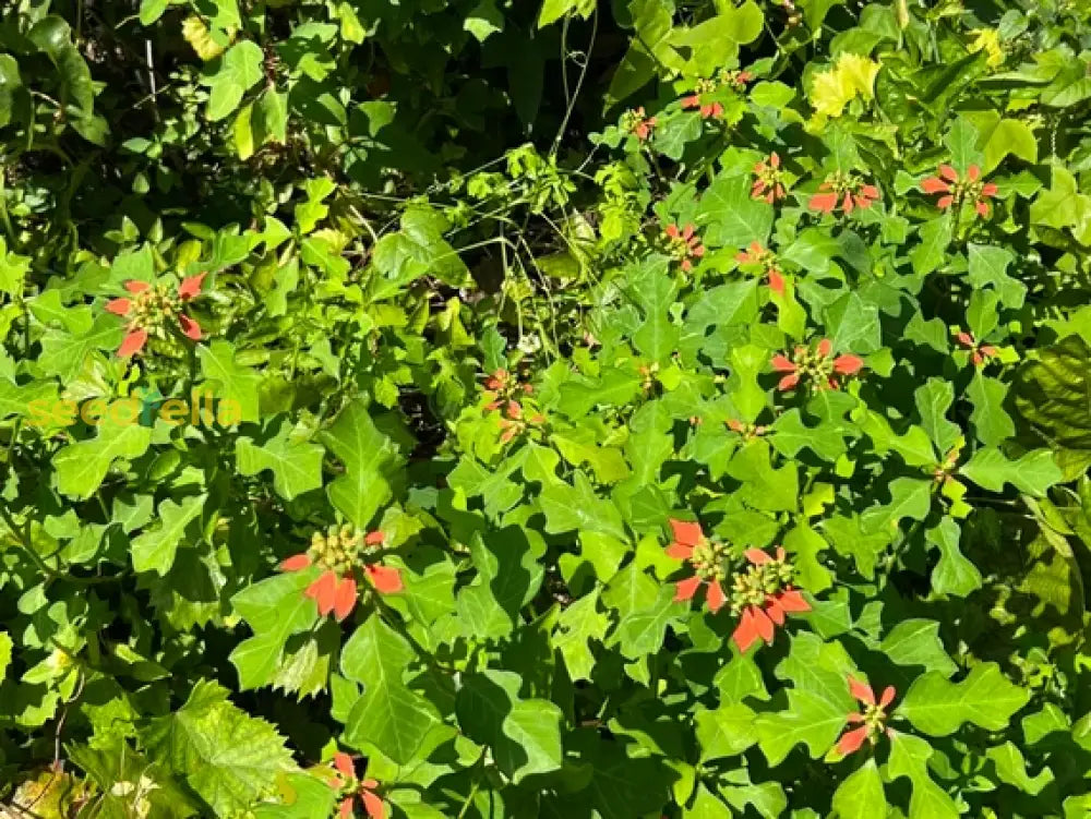 Green Poinsettia Plant Seeds For Planting | Vibrant Foliage Perfect Your Garden Seeds