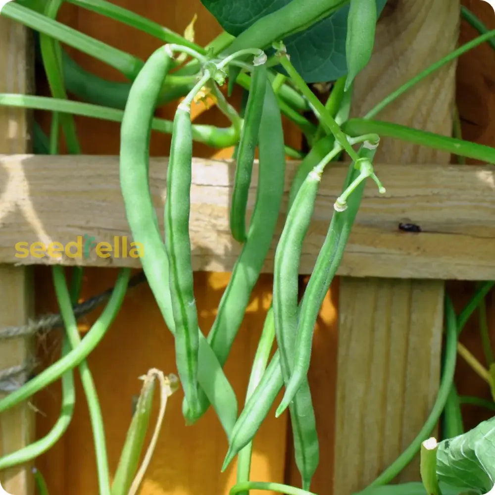 Green Pole Bean Seeds For Planting  Vegetable Garden Essentials Seeds