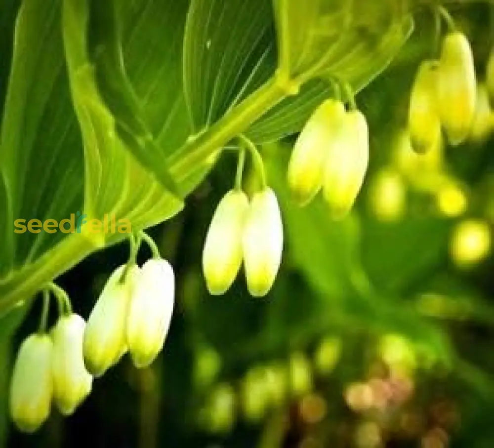 Green Polygonatum Plant Seeds For Easy Planting  Perennial Shade Garden Favorites Flower