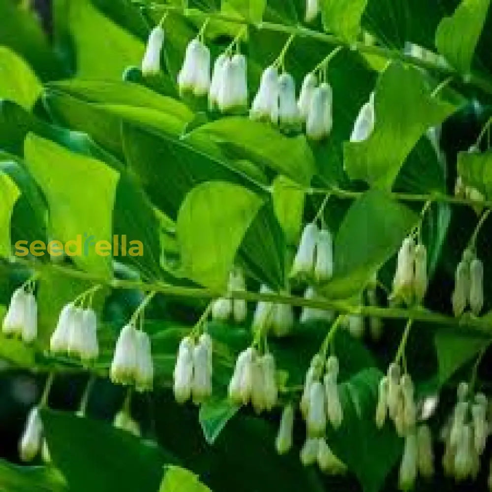 Green Polygonatum Plant Seeds For Easy Planting  Perennial Shade Garden Favorites Flower