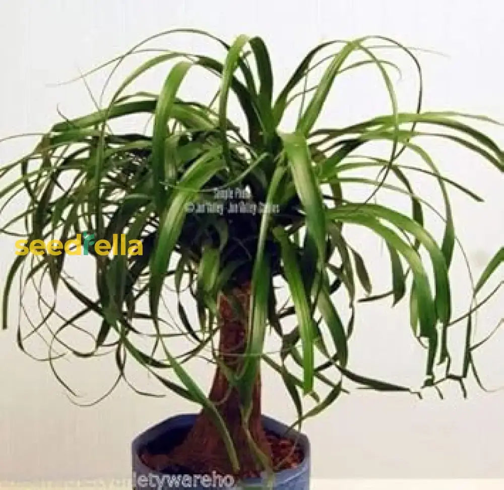 Green Ponytail Palm Seeds For Planting  Tropical Indoor Plant Seeds