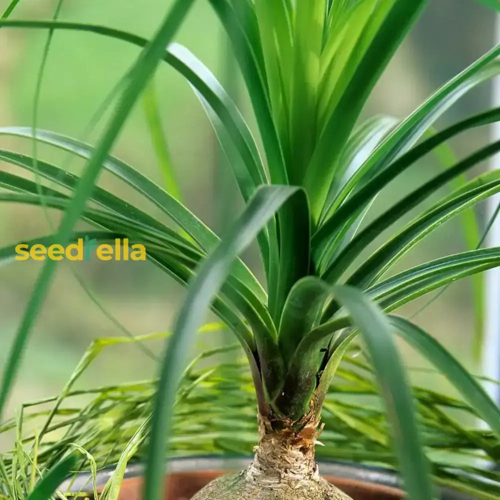 Green Ponytail Palm Seeds For Planting  Tropical Indoor Plant Seeds