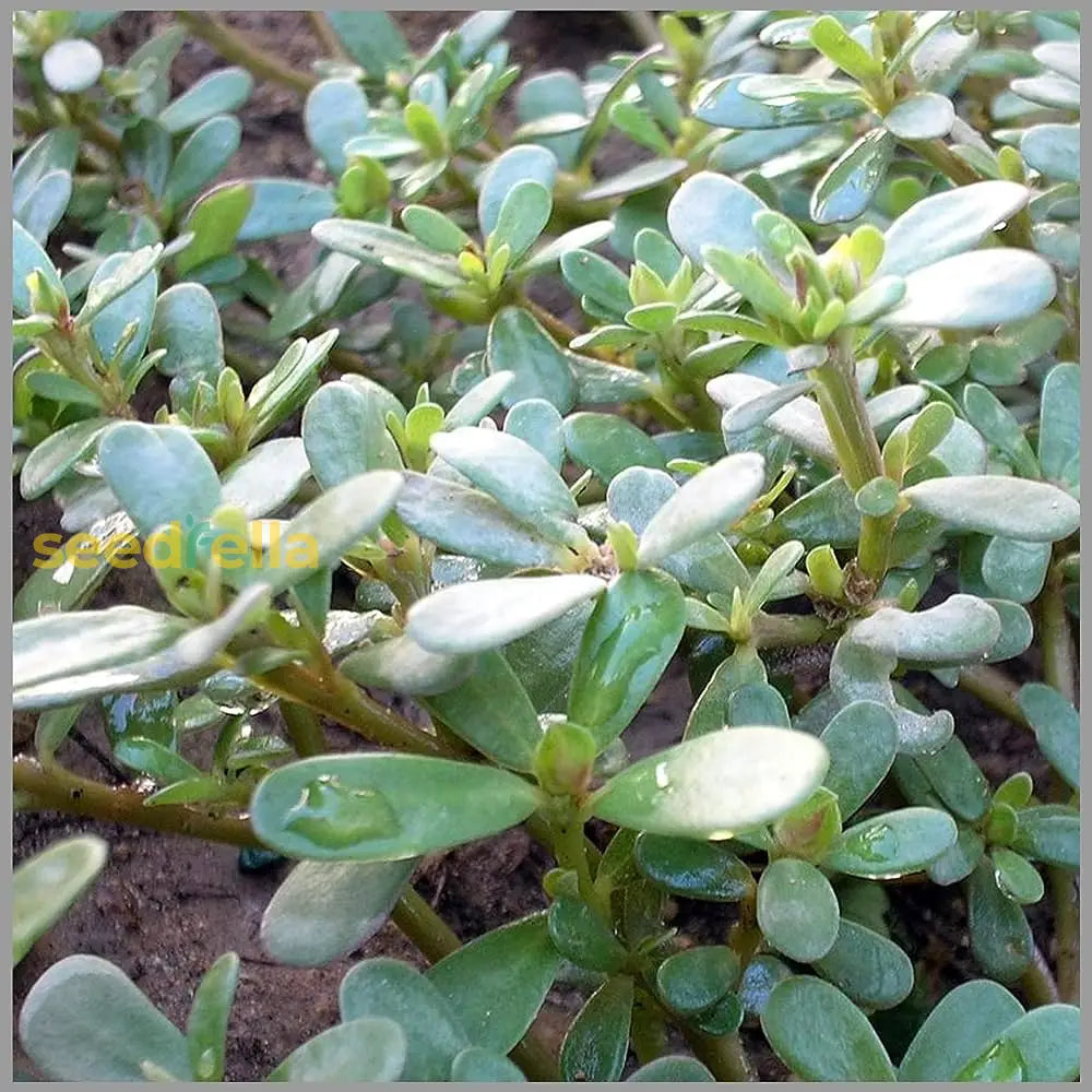 Green Portulaca Oleracea Planting Seeds For Vibrant Gardens Herb