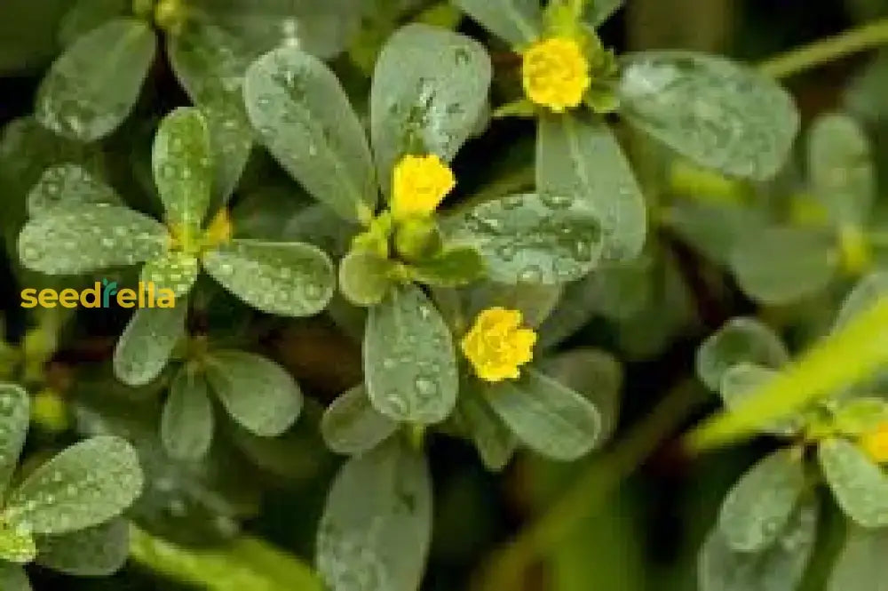 Green Portulaca Oleracea Planting Seeds For Vibrant Gardens Herb