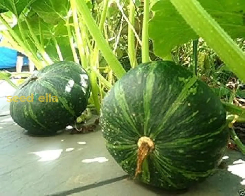 Green Pumpkin Vegetable Seeds: Essential Planting Tips For A Bountiful Harvest Seeds