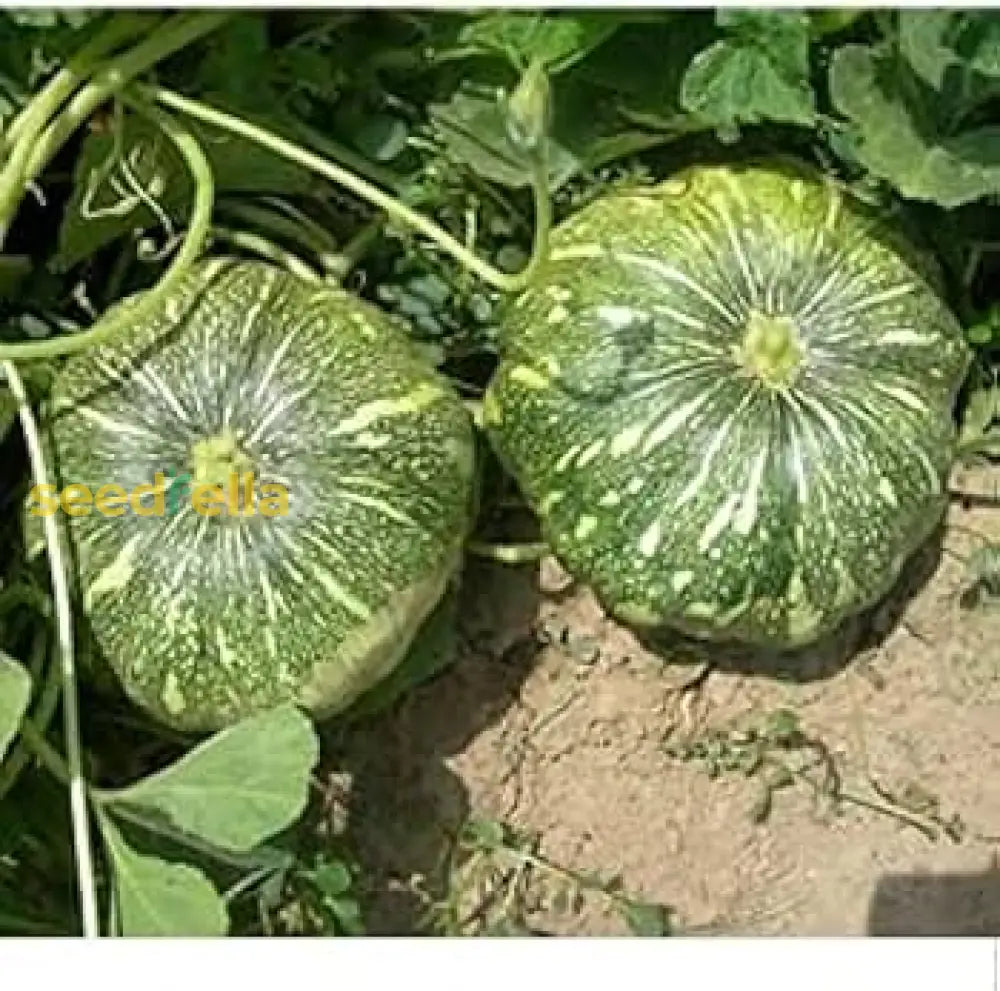 Green Pumpkin Vegetable Seeds: Essential Planting Tips For A Bountiful Harvest Seeds