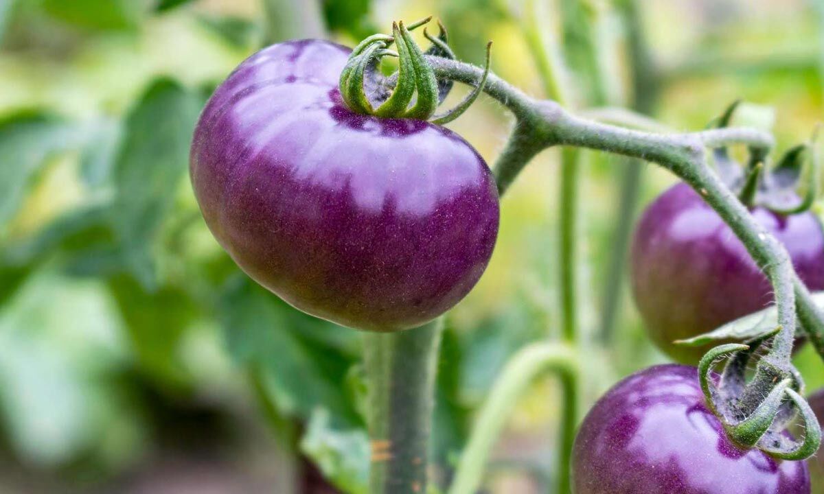 Harvest-ready Green Purple Tomatoes from seeds