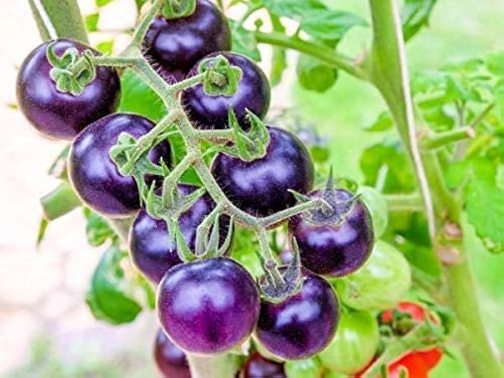 Green Purple Tomato seeds for home garden planting, non-GMO