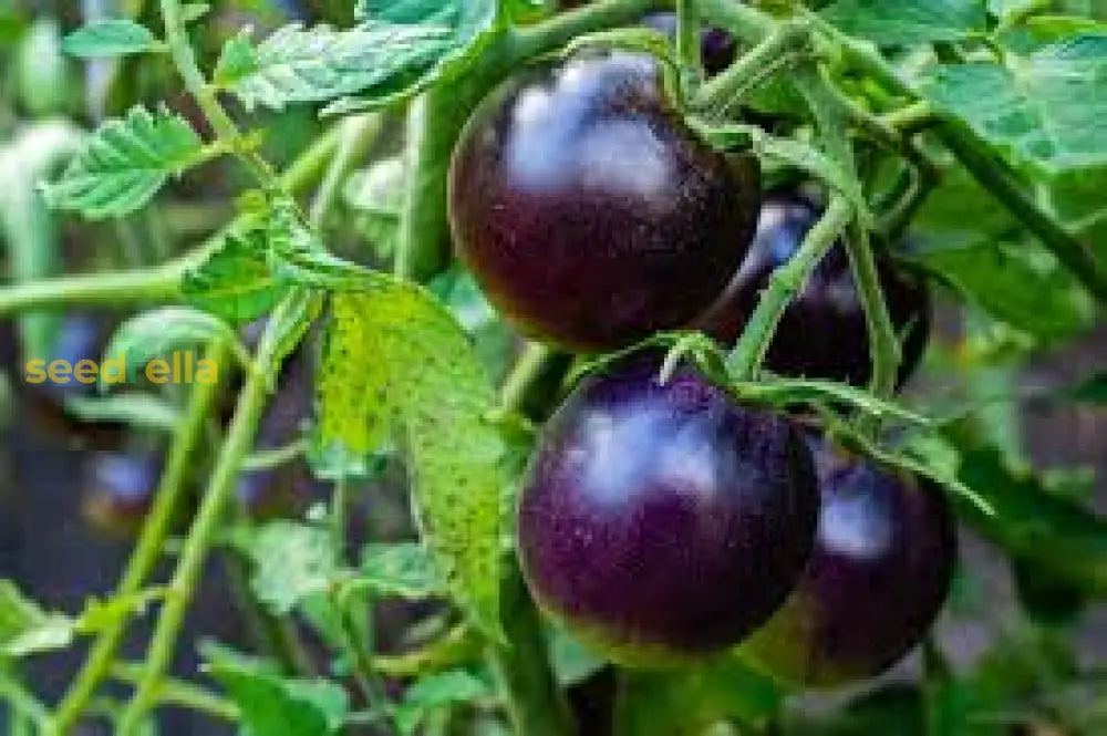 Green Purple Tomato Vegetable Seeds For Planting Seeds