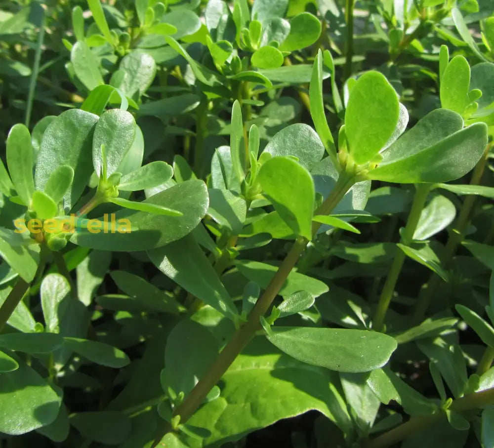 Green Purslane Seeds For Easy Planting  Nutritious Garden Addition Plant Seeds