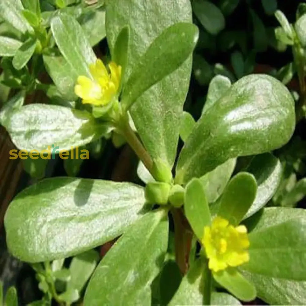 Green Purslane Seeds For Easy Planting  Nutritious Garden Addition Plant Seeds