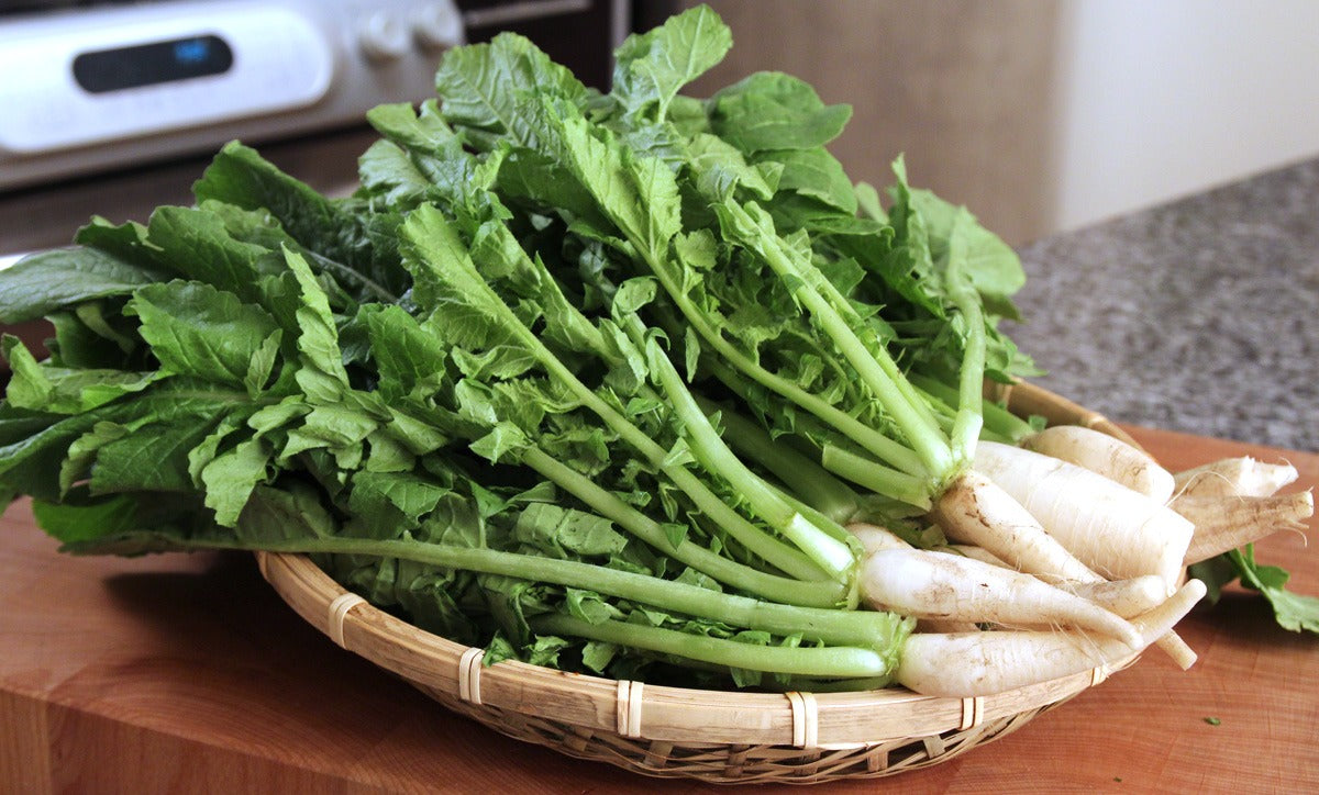 Freshly harvested Green Radishes from garden