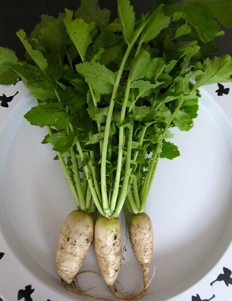 Mature Green Radish plants with leafy greens