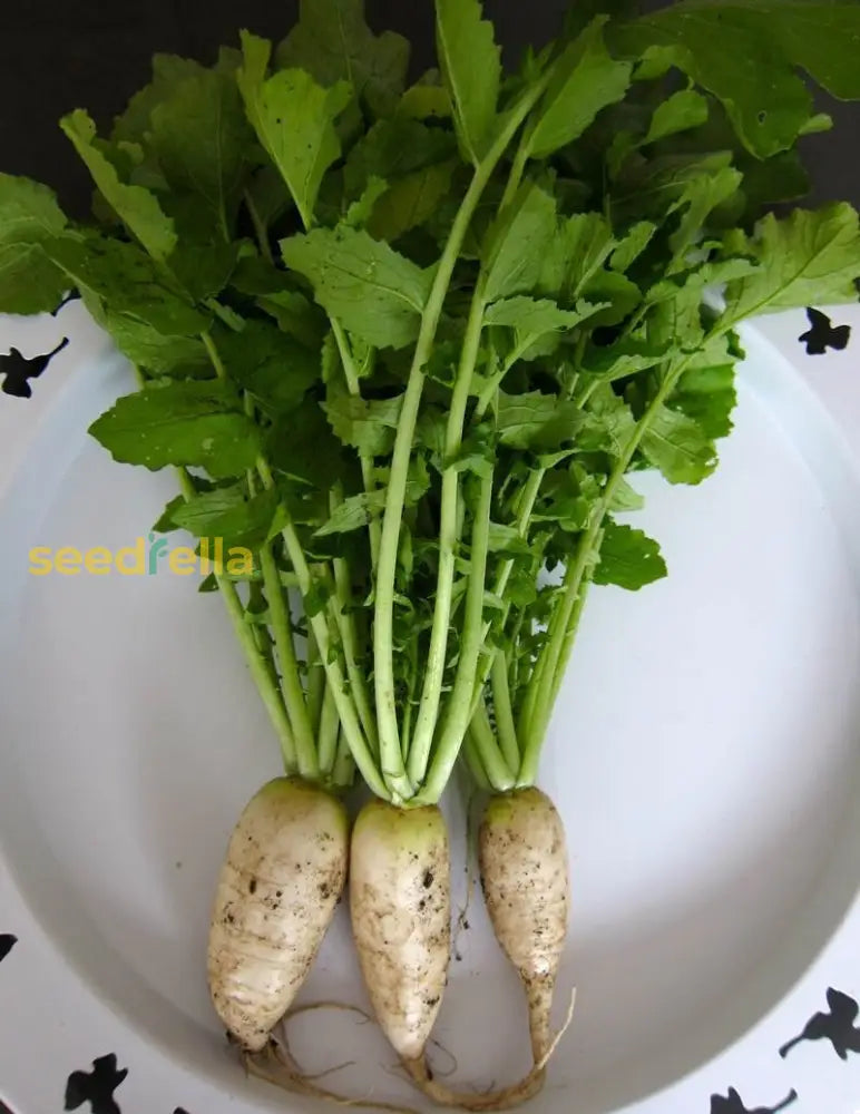 Green Radish Seeds For Planting - Fresh Vegetable Seeds