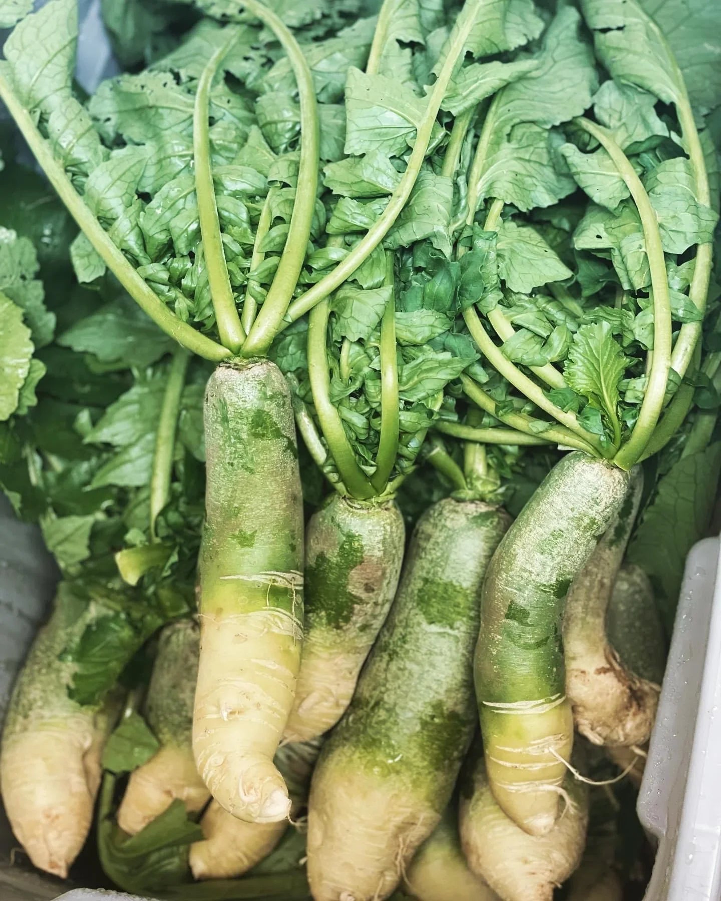 Green Radish seeds for home vegetable garden planting