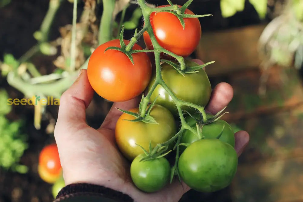 Green & Red Tomato Seeds For Planting - High-Quality Garden Vegetable Seeds